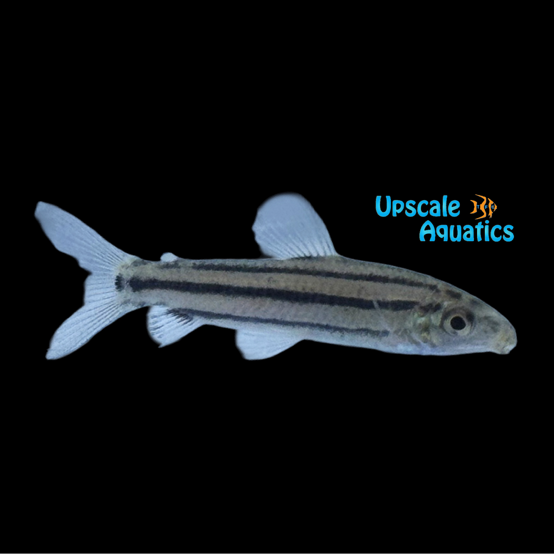 Lined Despaxi Leporinus (Hypomasticus despaxi)