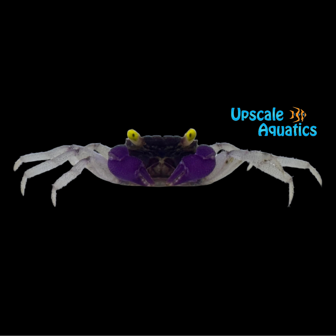 Orchid Vampire Crab (Geosesarma dennerle)
