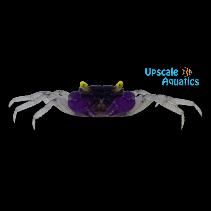 Orchid Vampire Crab (Geosesarma dennerle)