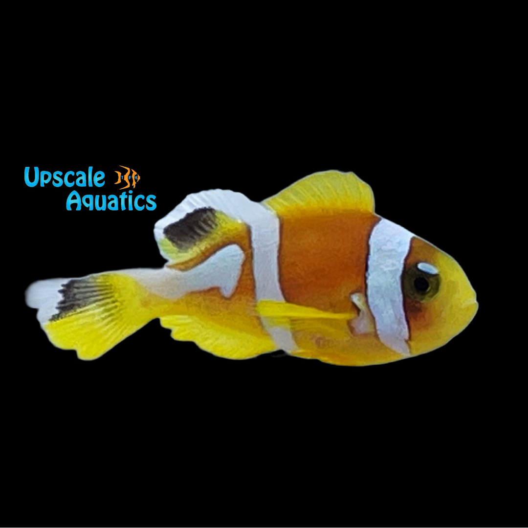 Spotcinctus Clownfish (Amphiprion bicinctus)