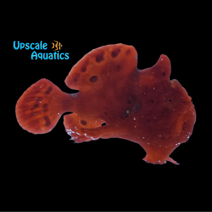 Red Angler (Antennarius nummifer)