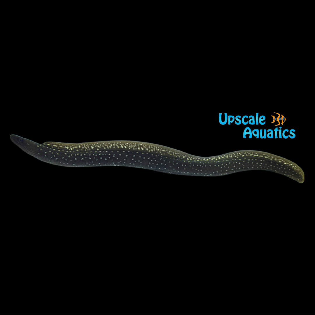 Speckled Moray Eel (Gymnothorax dovii)