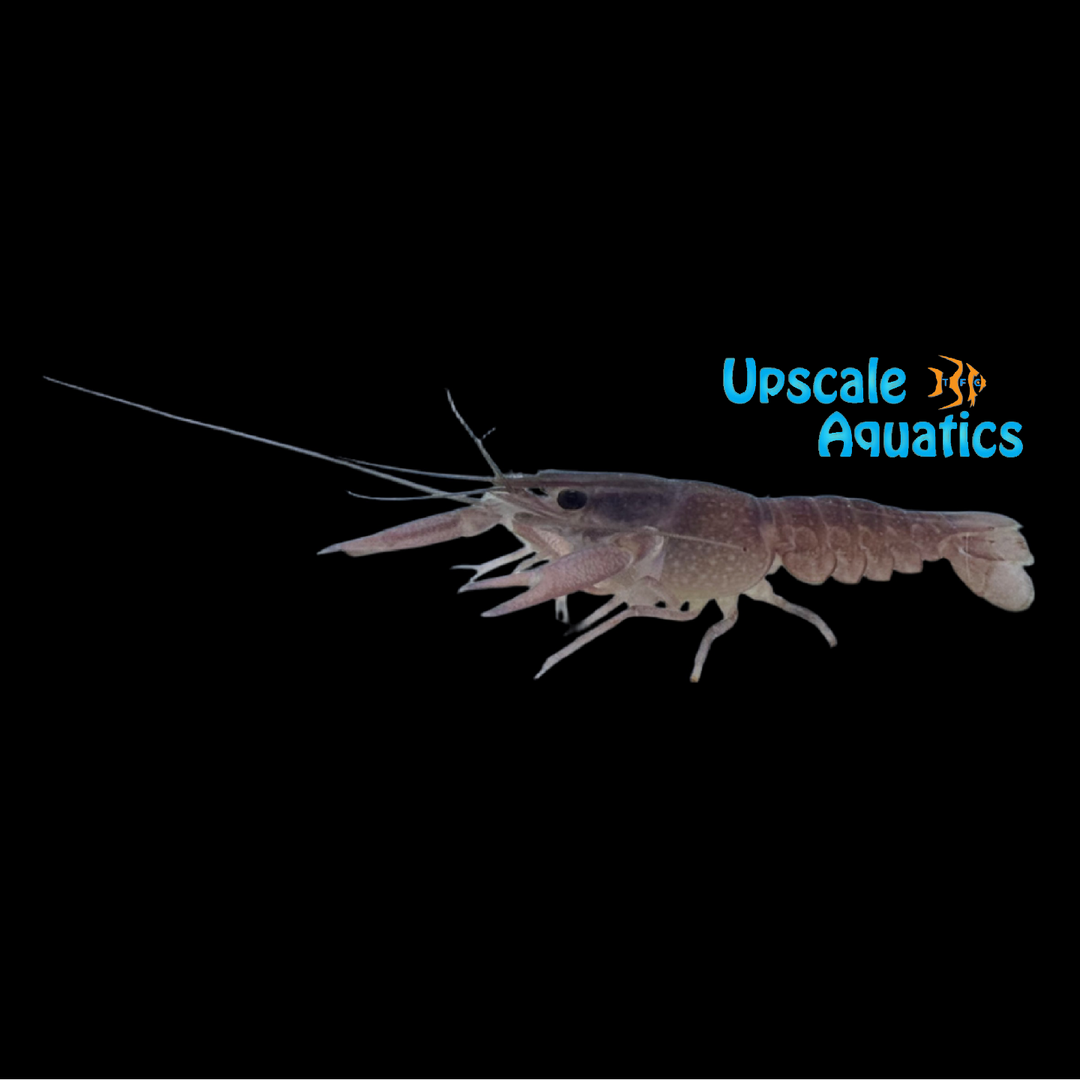 Mauve Lobster (Procambarus alleni)