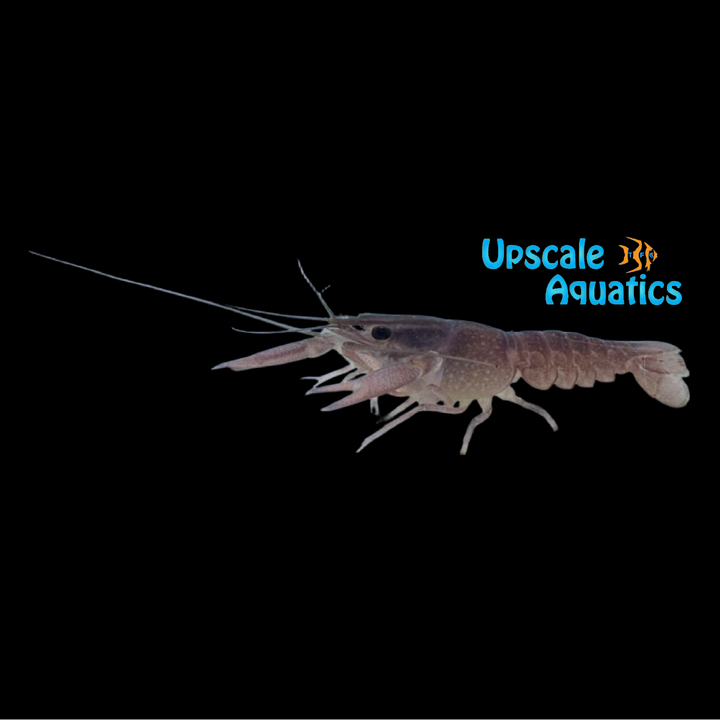 Mauve Lobster (Procambarus alleni)