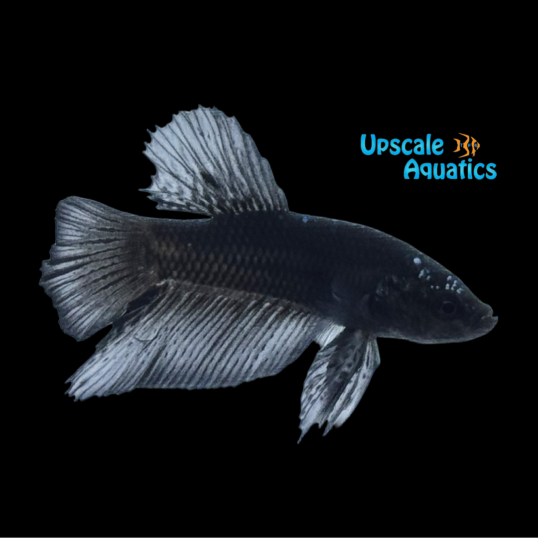 Batman Plakat Betta - Male (Betta splendens)