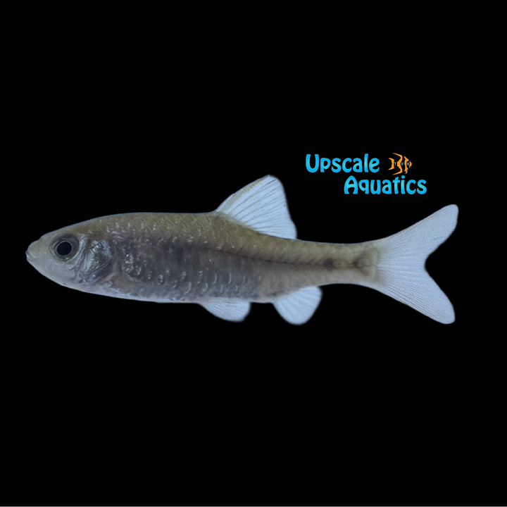 Shalyni Barb (Pythia shalynius)