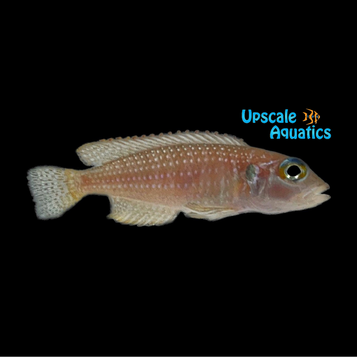 Lamprologus Stappersi