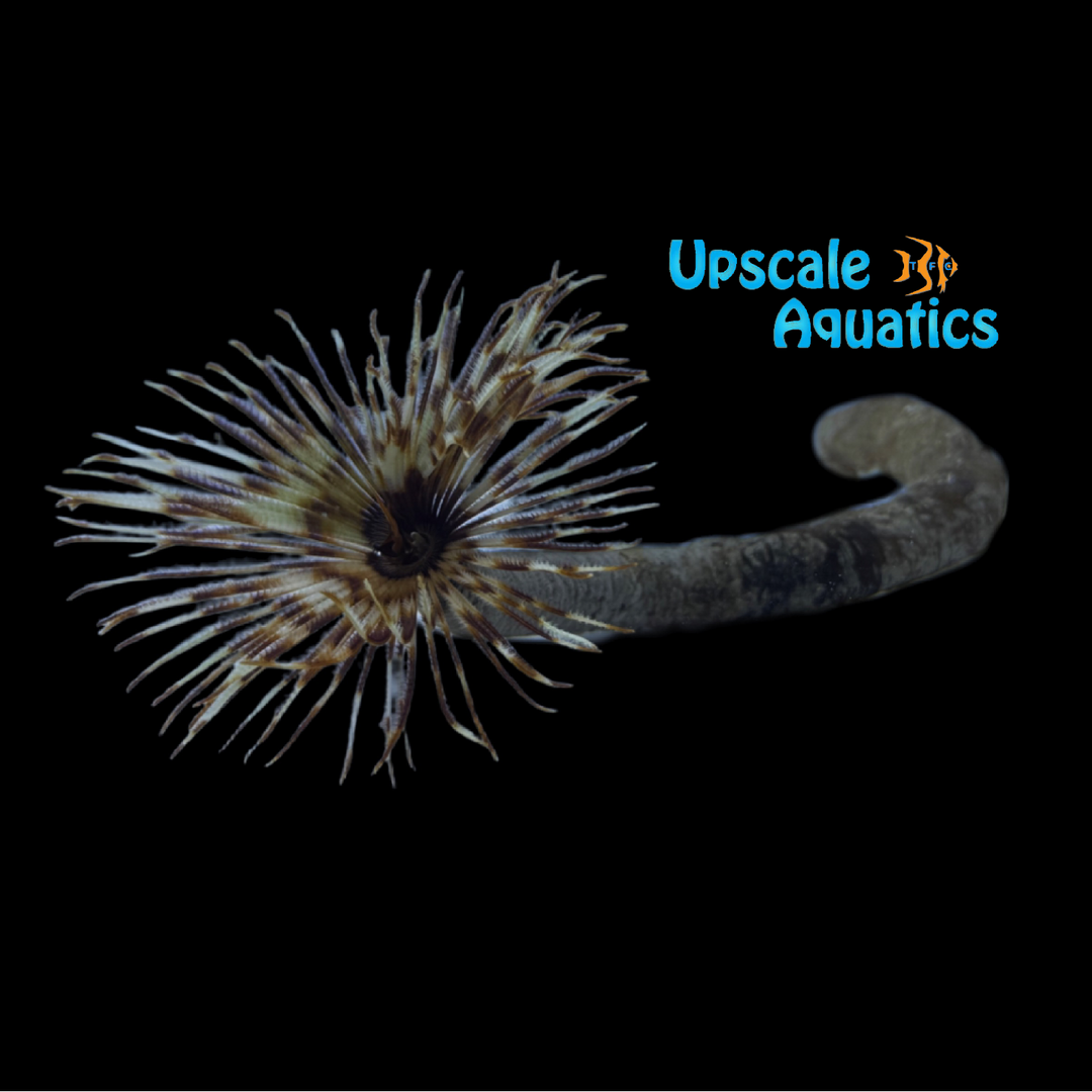Giant Feather Duster (Sabellastarte sanctijosephi)