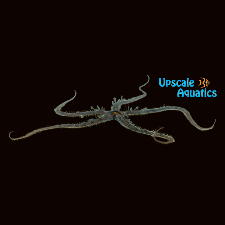 Knobby Brittle Starfish (Ophiomastix annulosa)