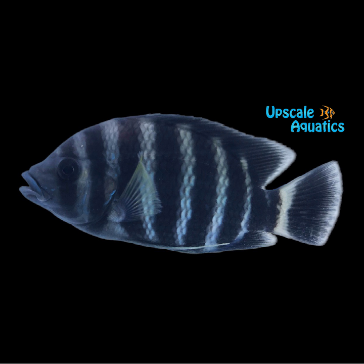 Buttikoferi Cichlid (Heterotilapia buttikoferi)