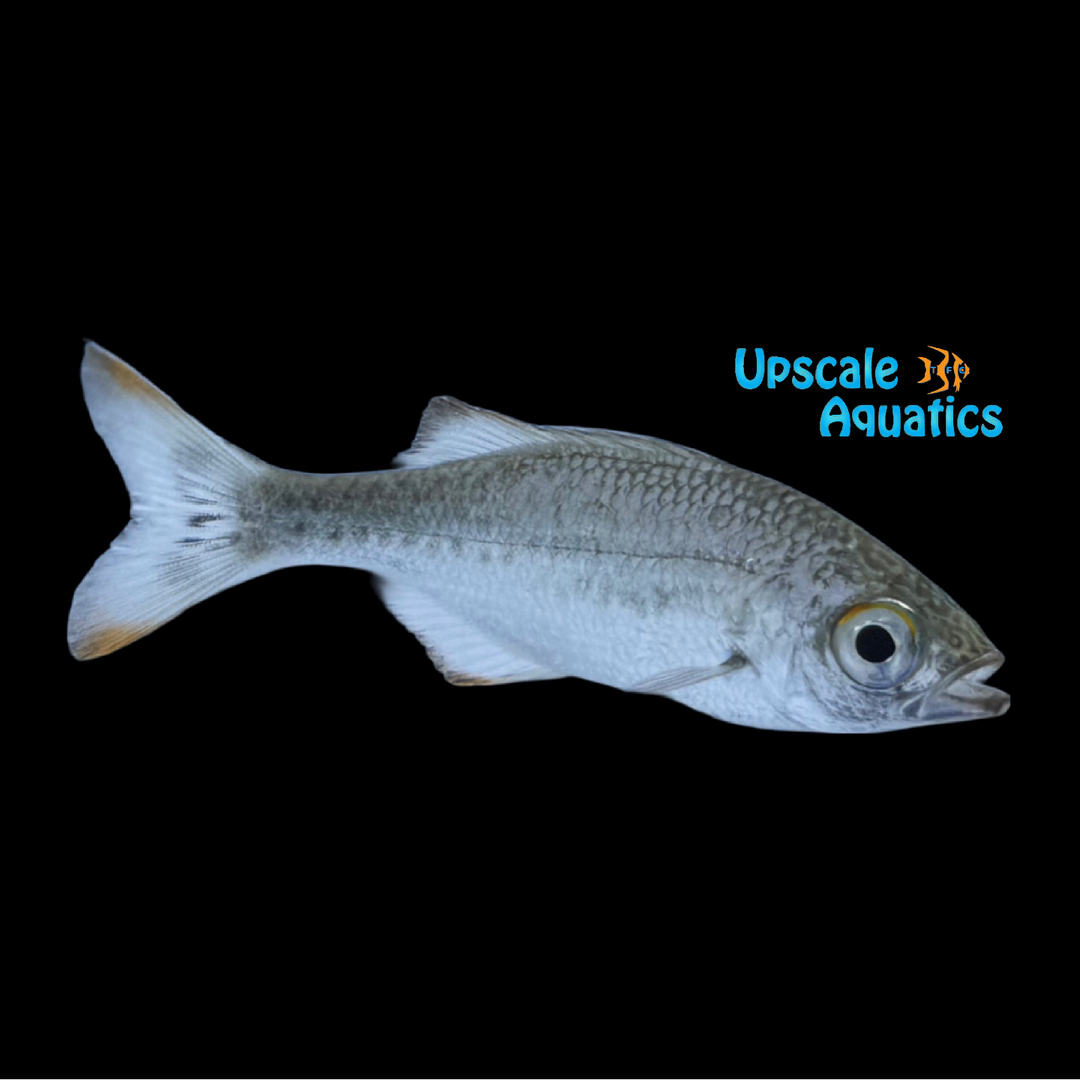 Spotted Flagtail Perch (Kuhlia marginata)