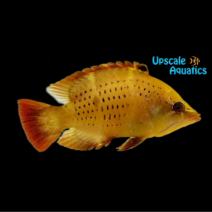 Yellow Slingjaw Wrasse (Epibulus insidiator)