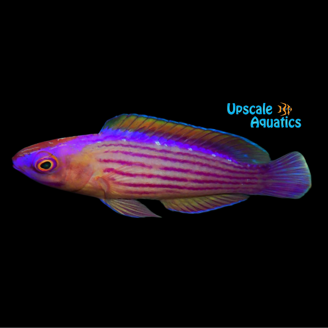 Earle's Fairy Wrasse (Cirrhilabrus earlei)