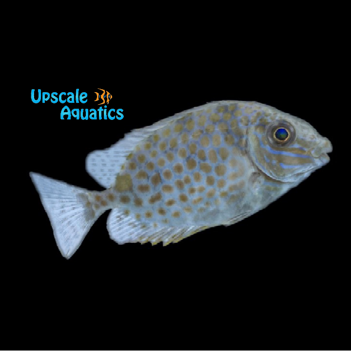 Gold Spotted Rabbitfish (Siganus guttatus) – Upscale Aquatics