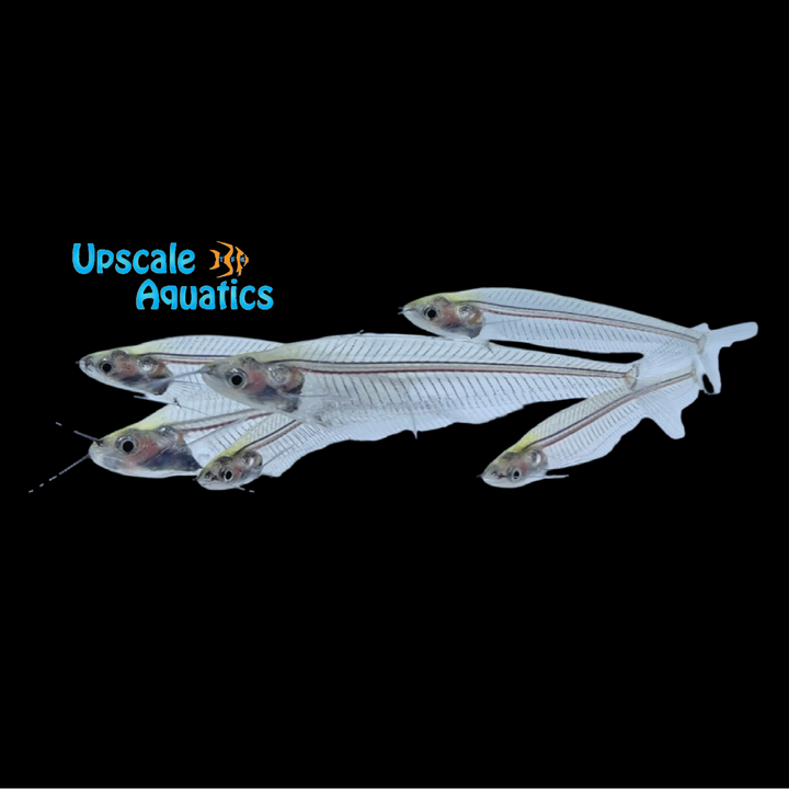 Ghost Glass Catfish (Kryptopterus vitreolus)