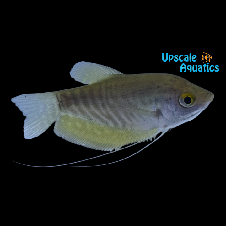 Snakeskin Gourami (Trichopodus pectoralis)