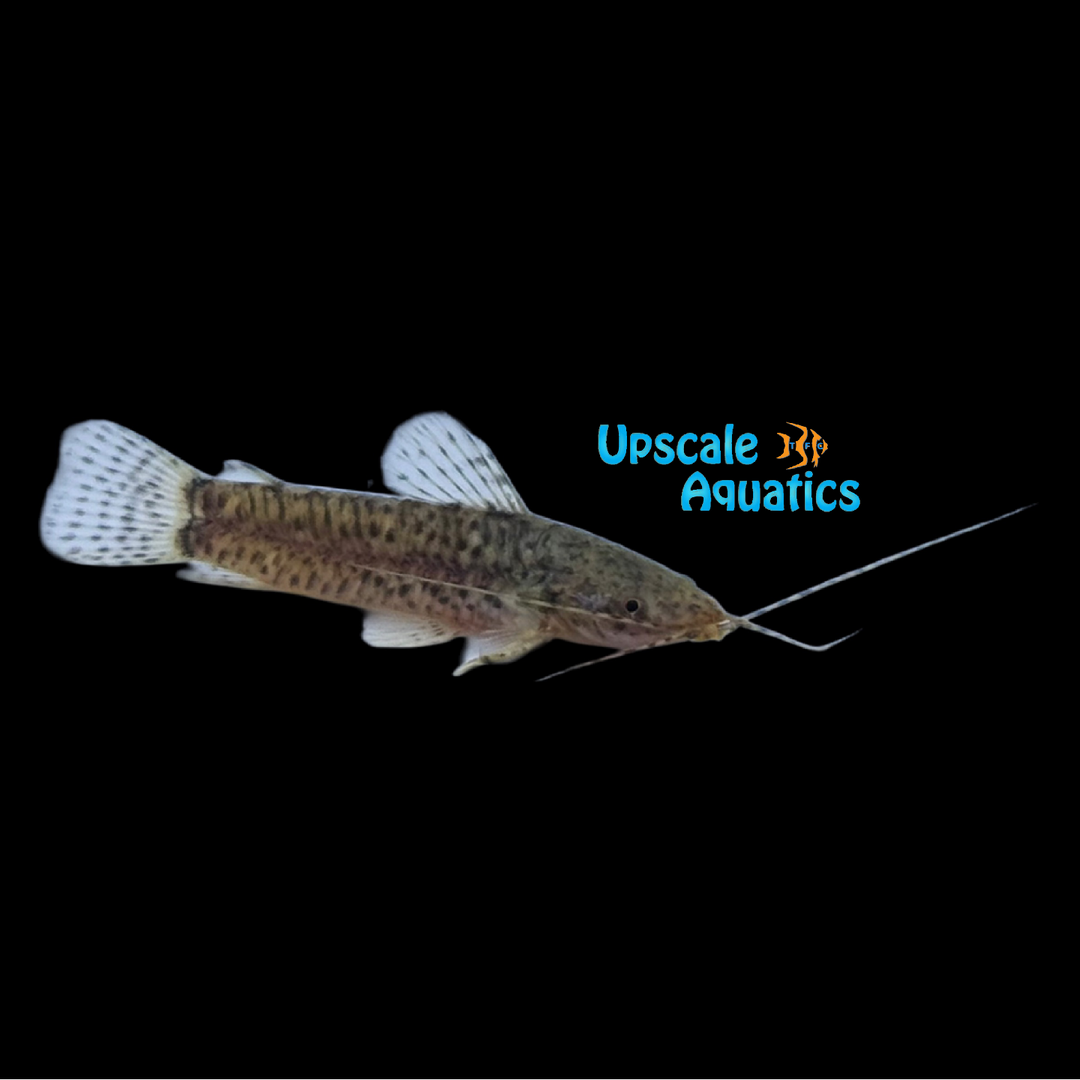 Dwarf Hoplo Catfish (Lepthoplosternum pectorale)