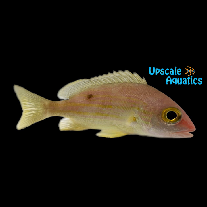 Yellow Lined Snapper (Lutjanus rufolineatus)