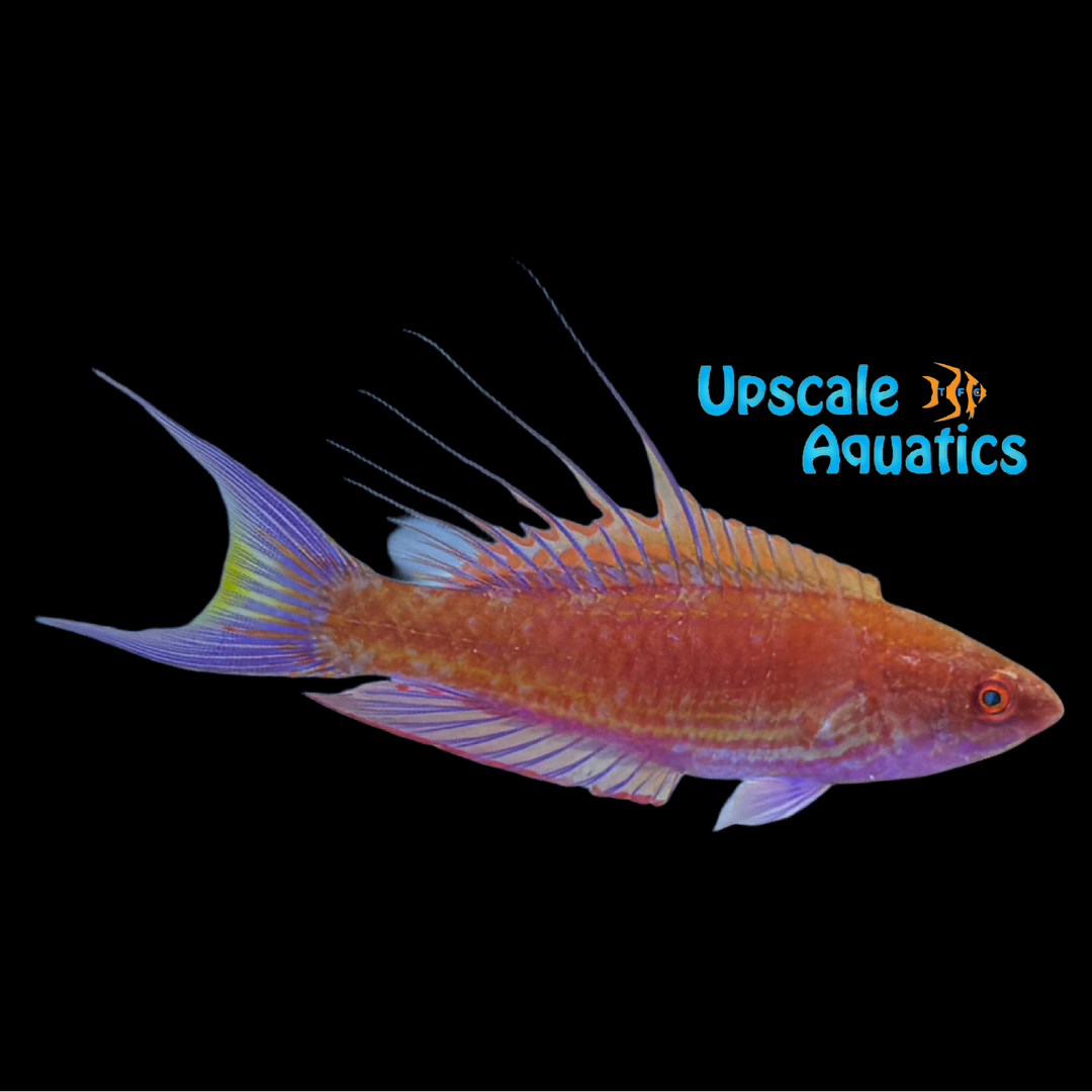 Bell's Flasher Wrasse (Paracheilinus bellae)