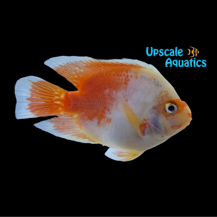 Red & White Parrot Cichlid (Cichlasoma x)