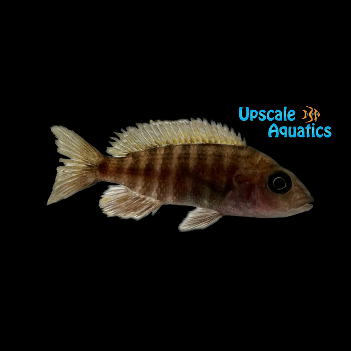 Makokola Reef Peacock (Aulonocara jacobfreibergi 'Makokola Reef')