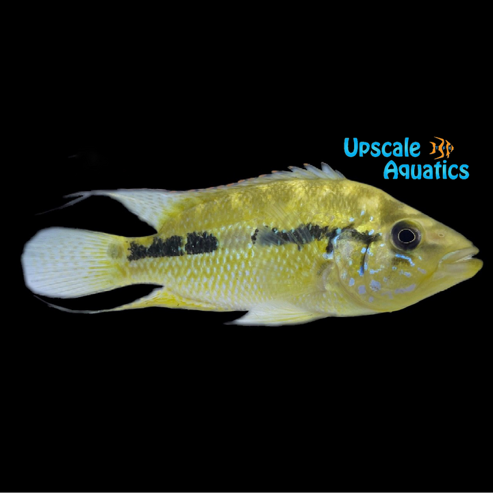 Umbee Cichlid (Kronoheros umbriferus)