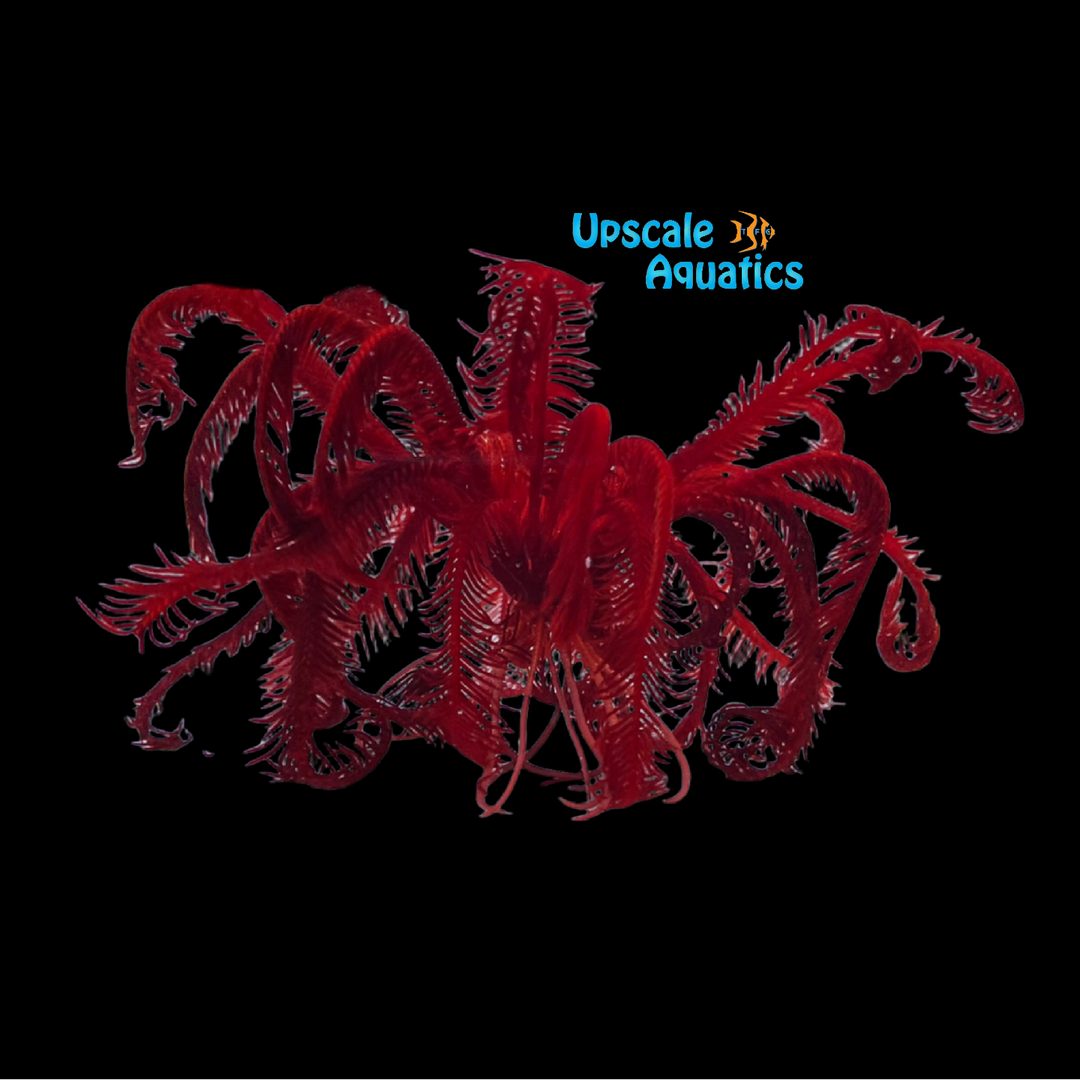 Red Feather Starfish (Himerometra robustipinna)