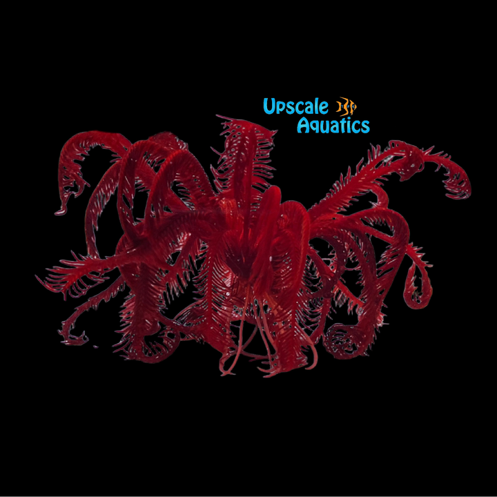 Red Feather Starfish (Himerometra robustipinna)