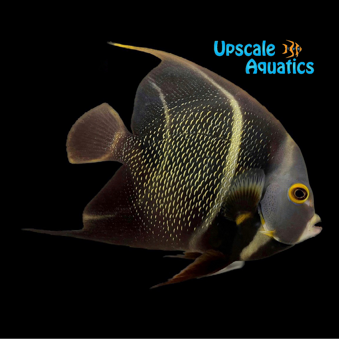 French Angelfish - Adult (Pomacanthus paru)