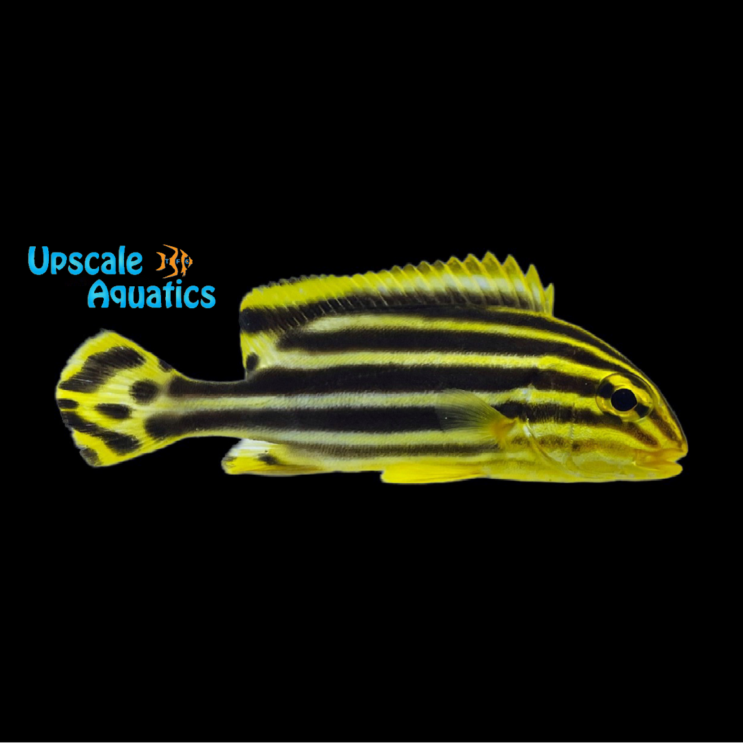 Yellow Striped Sweetlips (Plectorhinchus gaterinus)