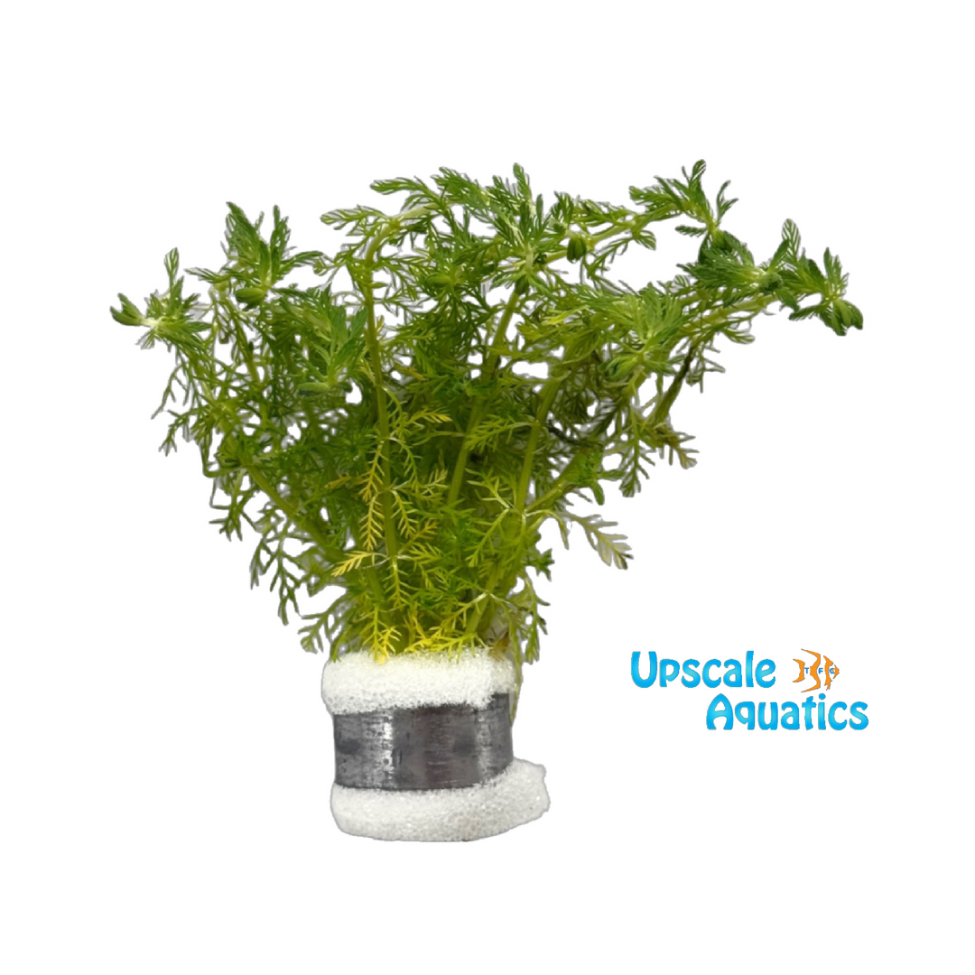 Mini Myriophyllum Elatinoides