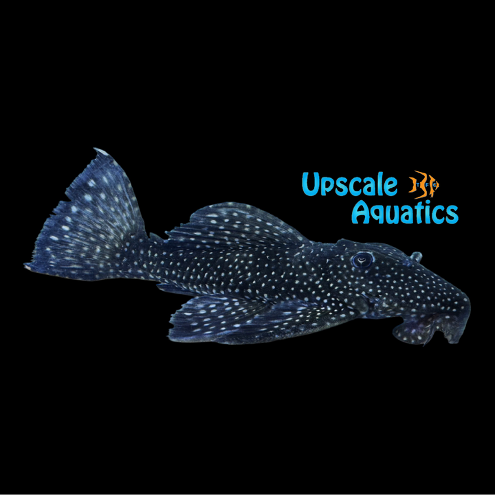 Sailfin Vampire Pleco L240a (Leporacanthicus cf. galaxias L240)