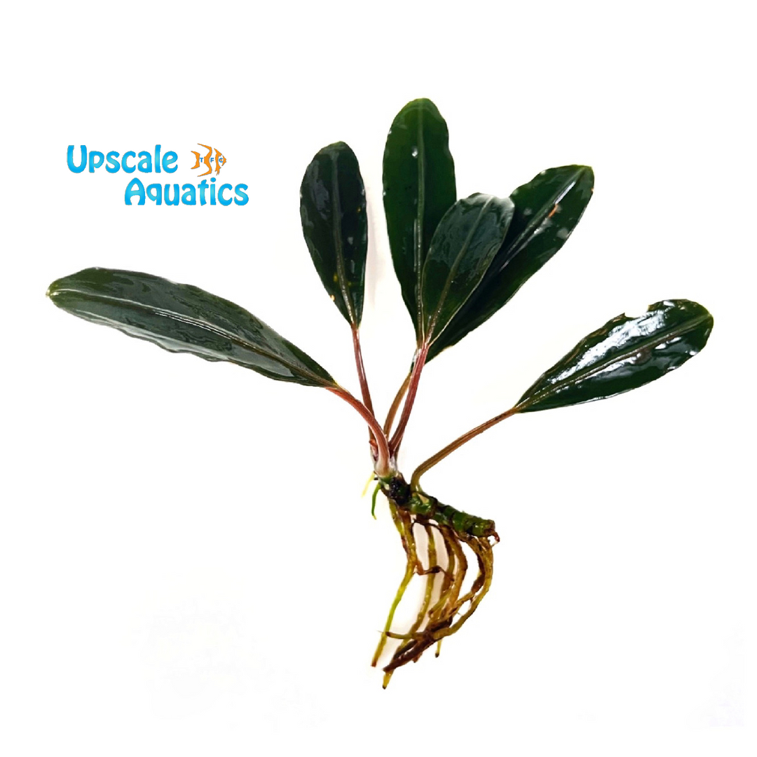 Pink Lady Bucephalandra (Bucephalandra 'Pink Lady')