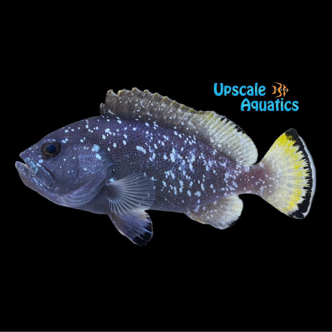 Speckled Blue Grouper (Epinephelus flavocaeruleus)