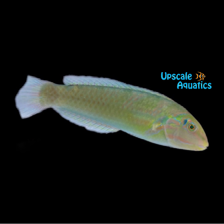 Blackear Wrasse (Halichoeres poeyi)