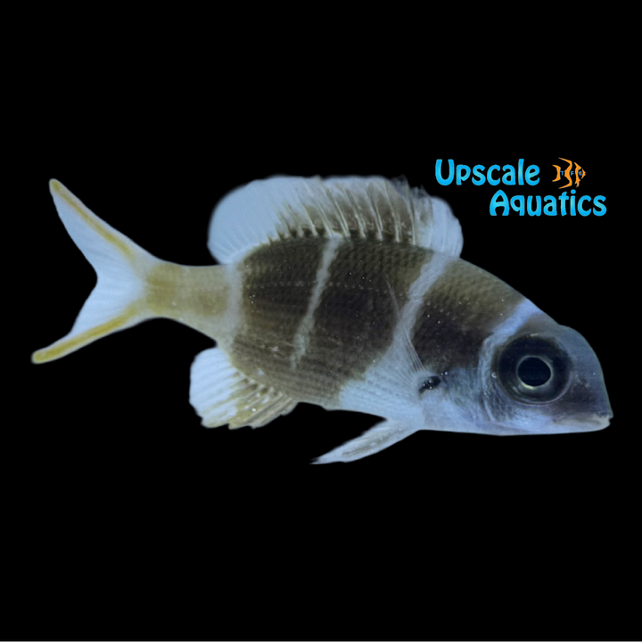 Humpnose Big-Eye Bream (Monotaxis grandoculis)
