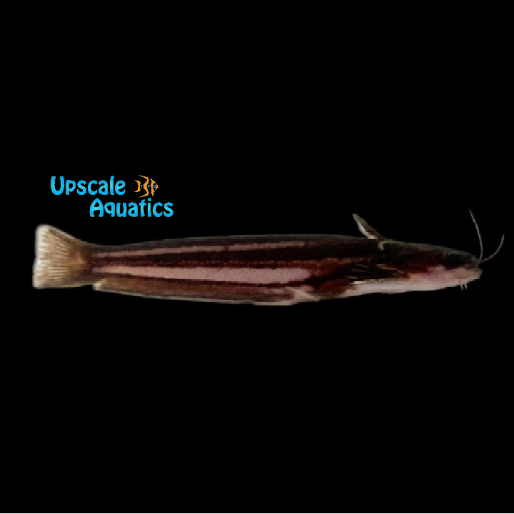 Striped Woodcat (Trachelyopterichthys taeniatus)