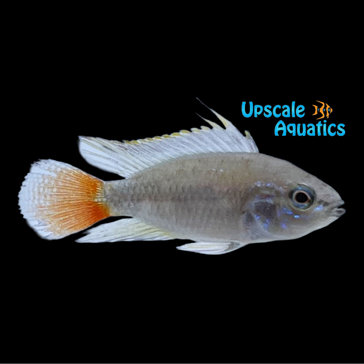 Apisto. Erythrura (Apistogramma erythrura 'Rio Mamore)