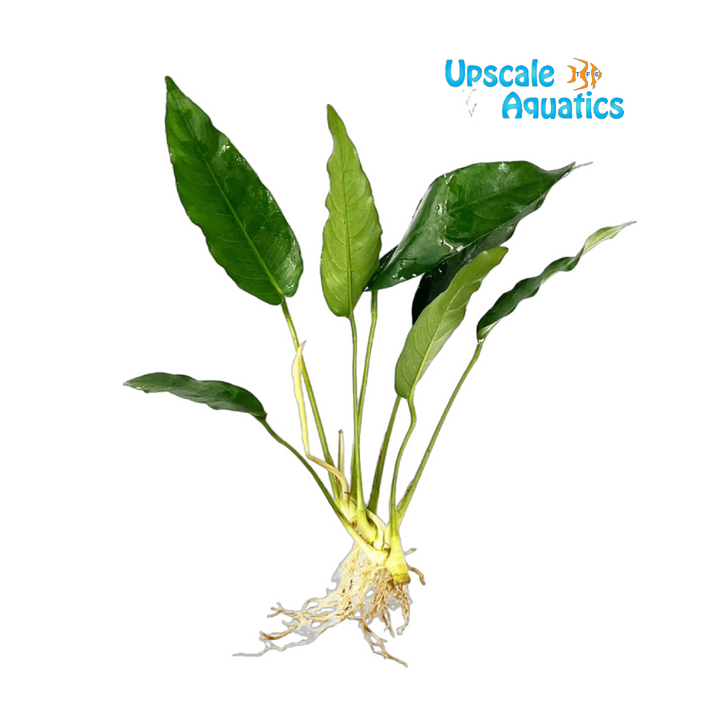 Short & Sharp Anubias (Anubias barteri 'short and sharp')