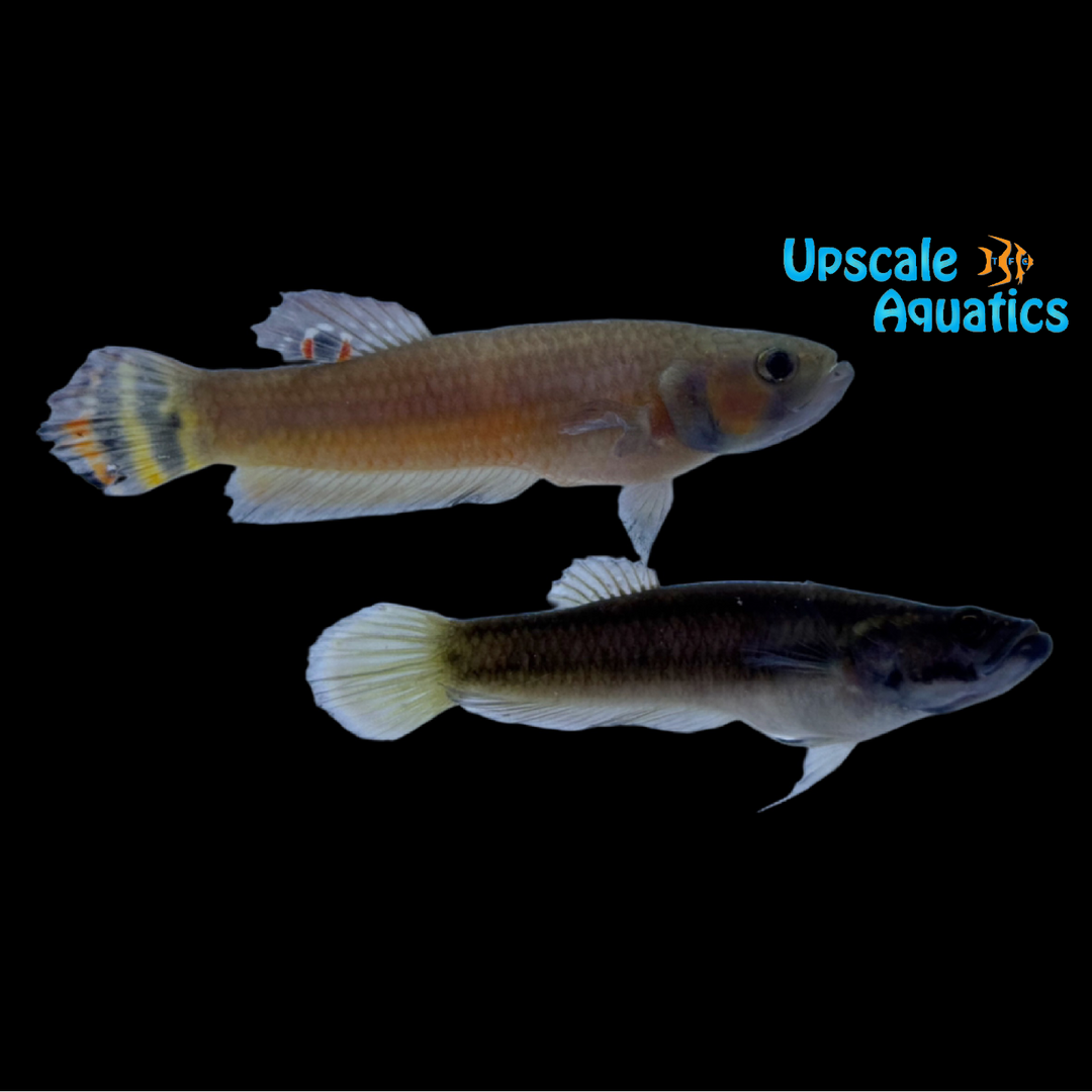 Brunei Beauty Betta (Betta macrostoma)