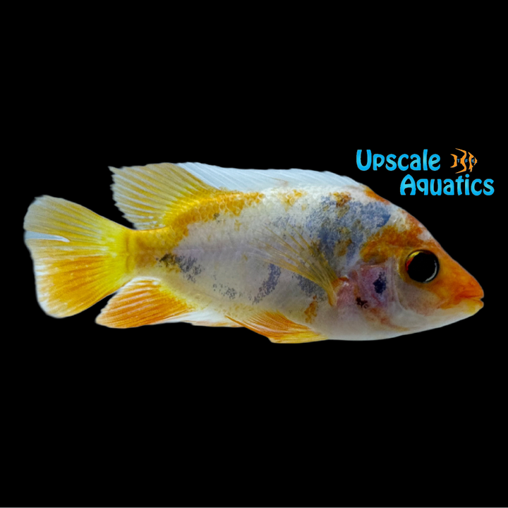 Tricolor Red Devil Cichlid (Amphilophus labiatus)
