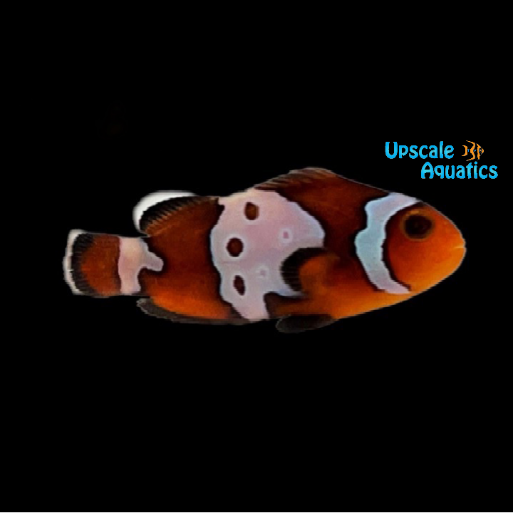 Bullet Hole Ocellaris Clownfish (Amphiprion ocellaris)