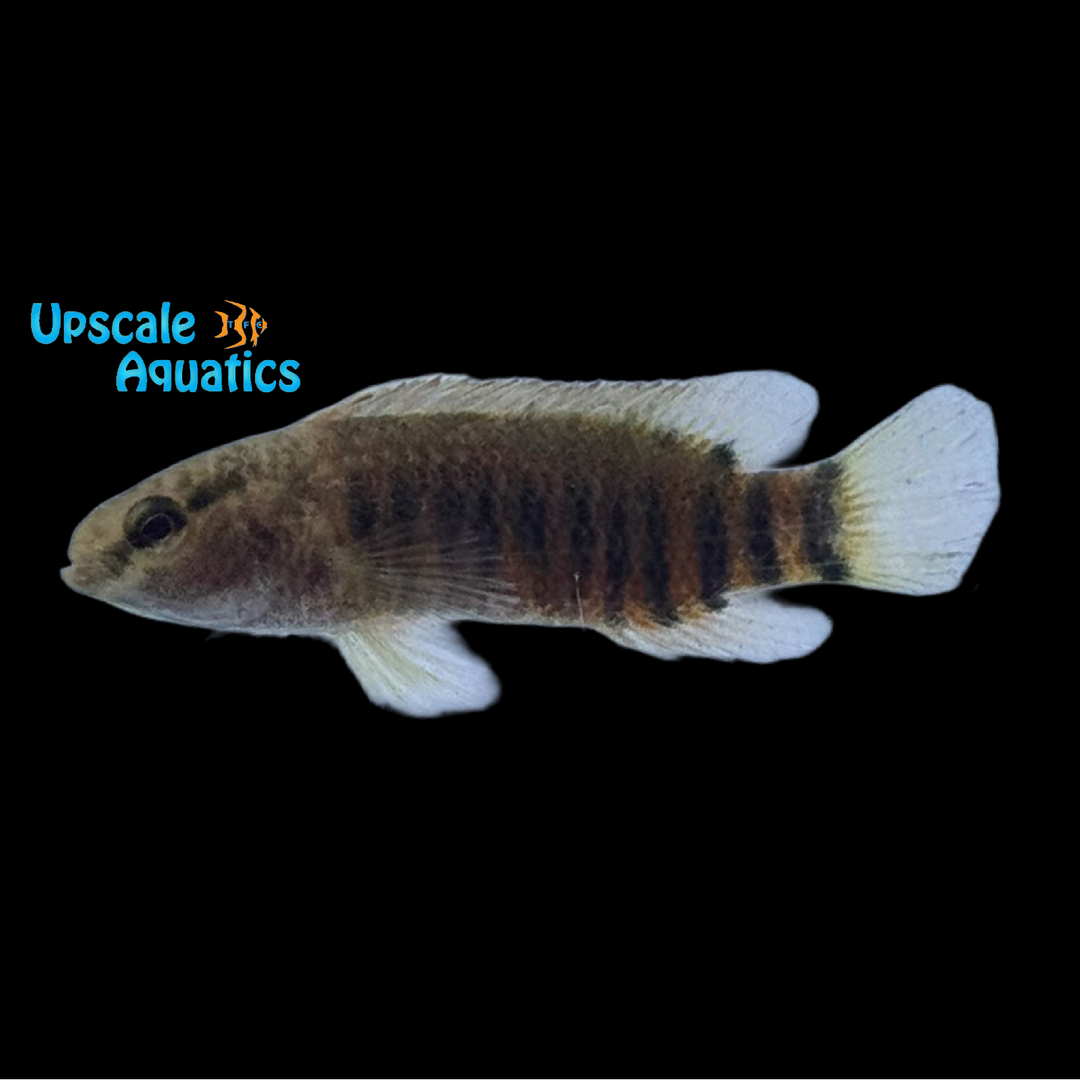 Buxar Royal Rainbow Badis (Badis singenensis)