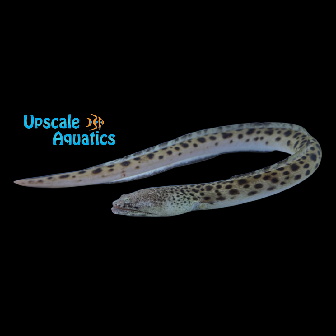 Spotted Spoon-Nose Eel (Echiophis intertinctus)