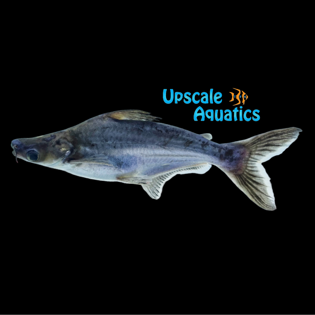 Iridescent Shark (Pangasianodon hypophthalmus)