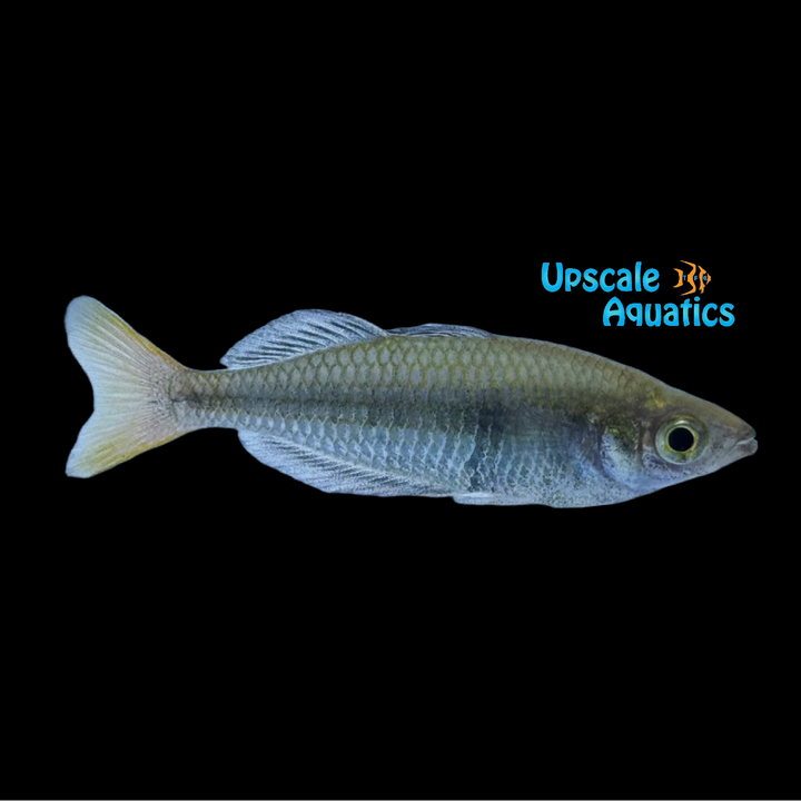 Kali Tawa Rainbowfish (Melanotaenia sp. 'Kali Tawa')