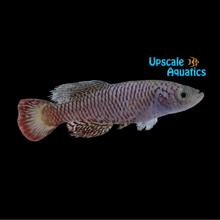 Wattersi Killifish (Nothobranchius wattersi 'Hoba')