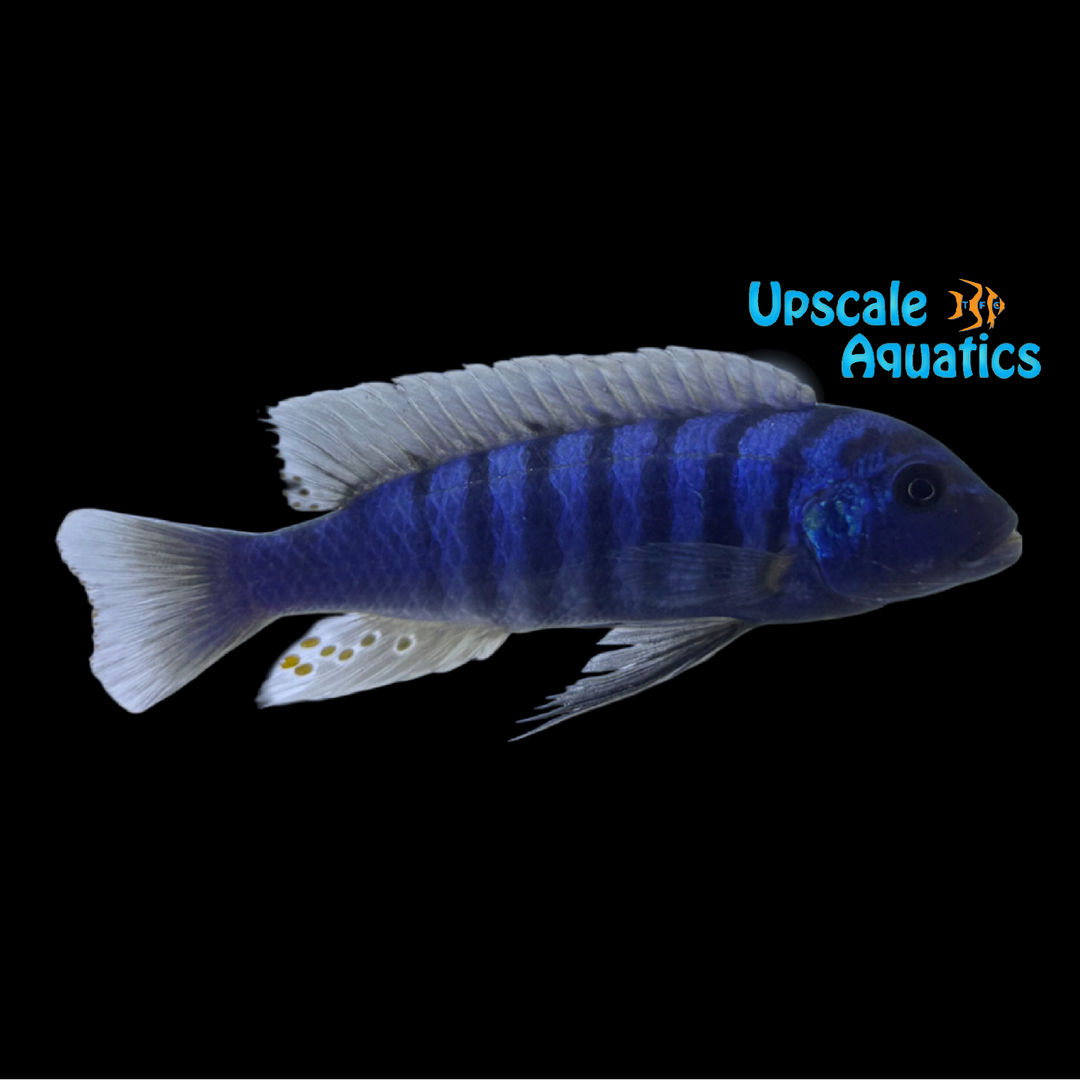 Zebra Slim OB Cichlid (Metriaclima tarakiki)