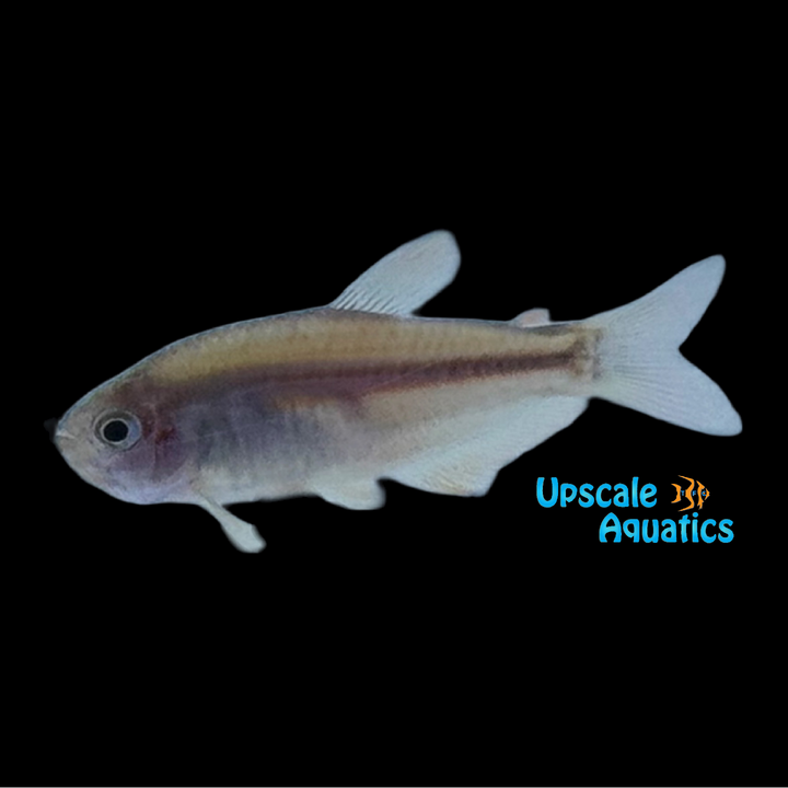 Scratched Inpa Tetra (Inpaichthys parauapiranga)