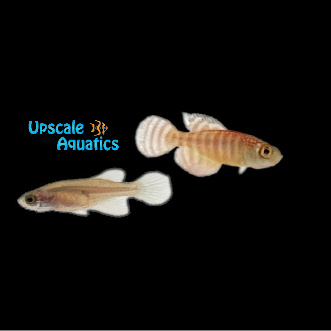 Fasciatus Killifish (Hypsolebias fasciatus 'Unai NP 03-07)